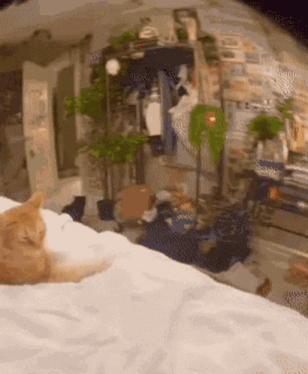 a cat laying on a bed in a room with plants