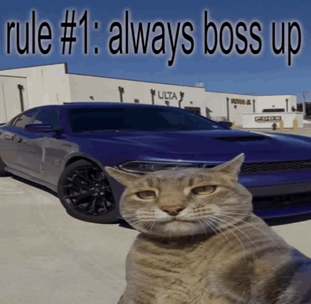 a cat sitting in front of a purple car with the words rule # 1 always boss up