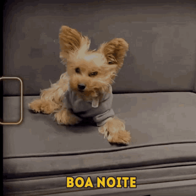 a small brown dog is laying on a couch with the words boa noite written above it