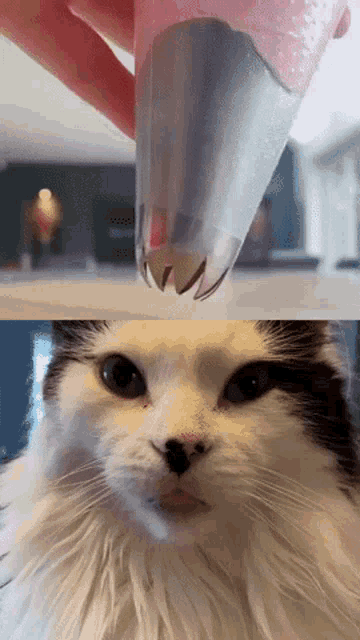 a black and white cat looking at a piping nozzle