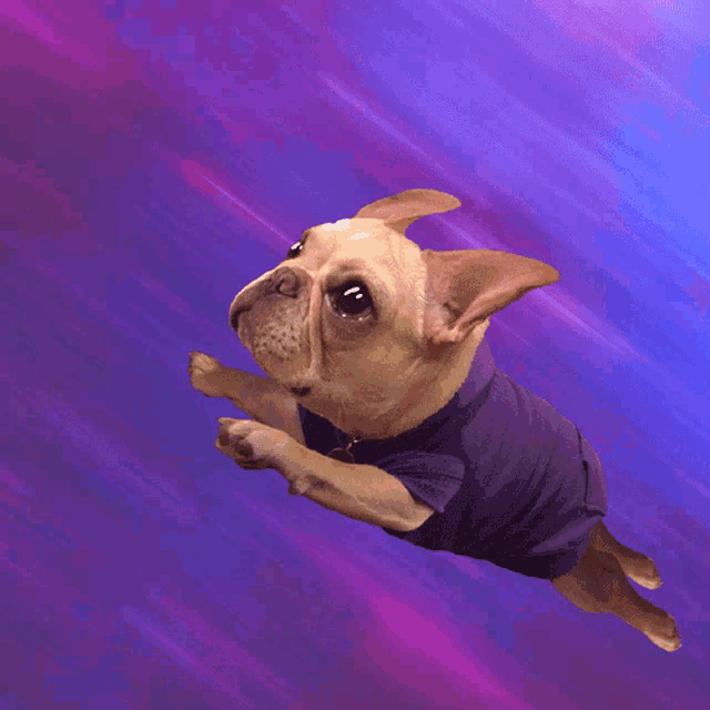 a small dog wearing a purple shirt is flying through the air