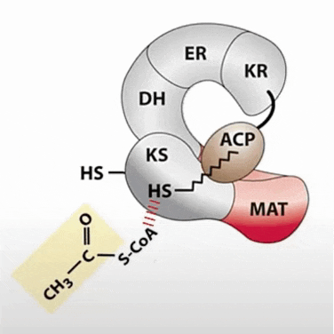 a diagram of a protein with the letters er and kr