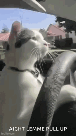 a white cat is sitting in the driver 's seat of a car and looking out the window .
