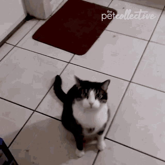 a black and white cat standing on a tiled floor next to a rug that says " the pet collective "