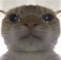 a close up of a cat 's face on a white background looking up at the camera .