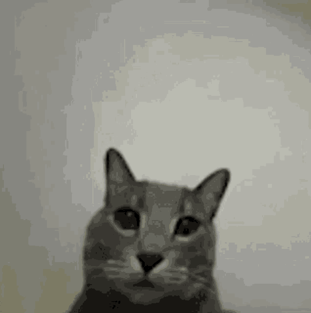 a close up of a cat 's face against a white wall .