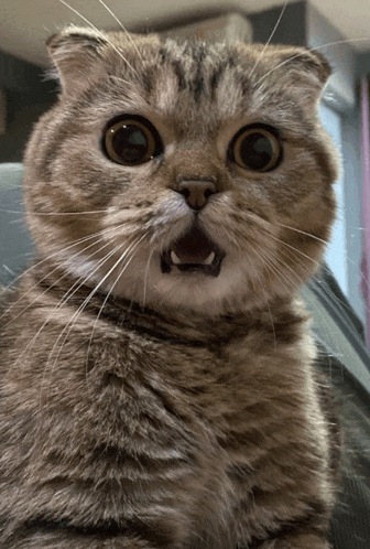 a close up of a cat with its mouth open looking at the camera