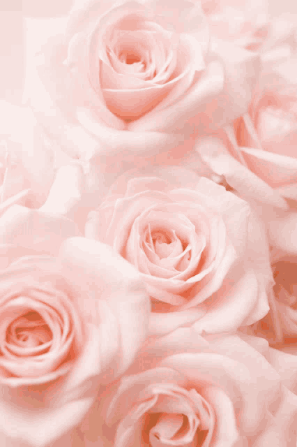 a close up of a bunch of pink roses with a white background