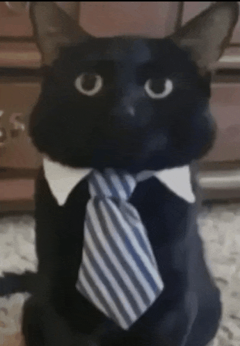 a black cat wearing a tie and collar