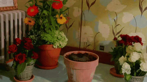several potted flowers are on a table in front of a floral wallpaper
