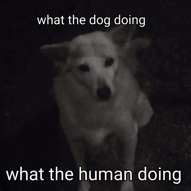 a picture of a white dog with the words what the dog doing what the human doing