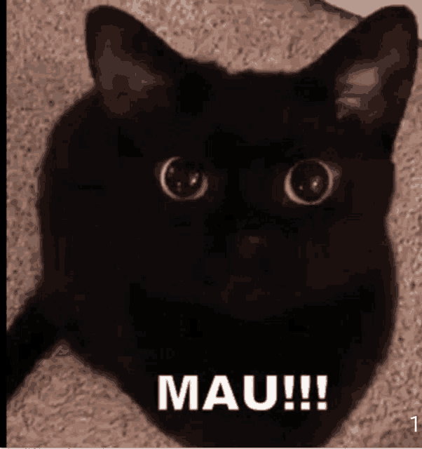 a black cat laying on a carpet with the words mau written on the bottom