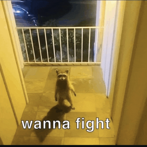 a raccoon standing on its hind legs in a hallway with the words " wanna fight " on the bottom