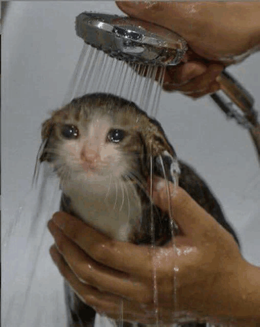 a person is holding a cat under a shower head with water coming out of it