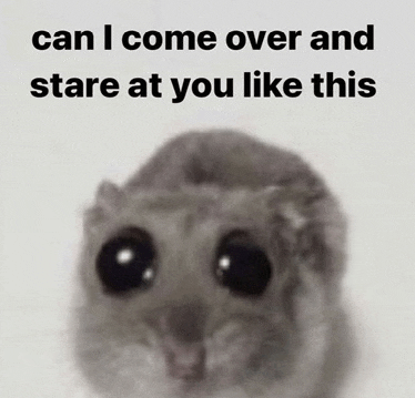 a hamster with a caption that says can i come over and stare at you like this .