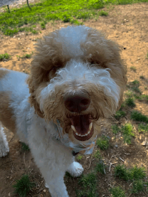 a small brown and white dog with its mouth open