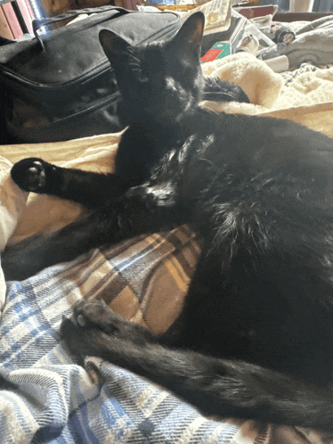 a black cat is laying on a bed with a plaid blanket