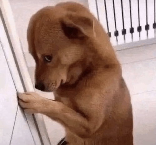 a brown dog is standing on its hind legs and looking at a wall .