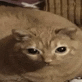 a close up of a cat laying on a bed looking at the camera .