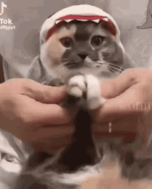 a cat wearing a shark costume is being held by a person .