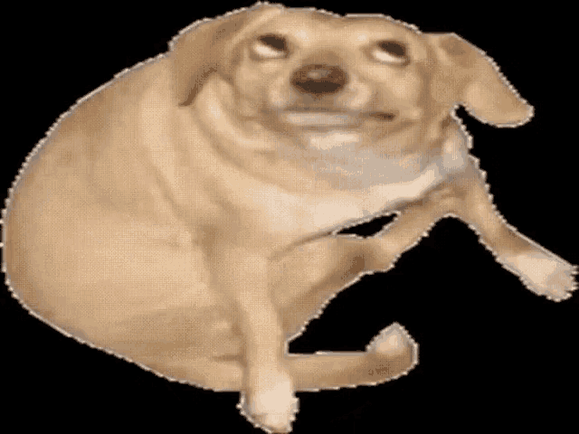 a dog is sitting down with its legs crossed and looking at the camera on a black background .