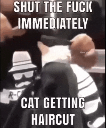 a cat is getting a haircut with a caption that says shut the fuck immediately cat getting haircut