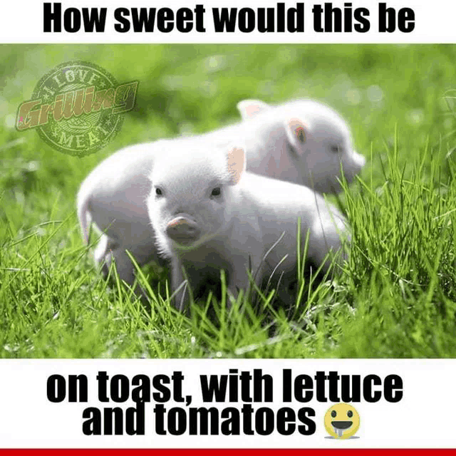 a picture of three pigs in the grass with a caption that says how sweet would this be on toast with lettuce and tomatoes