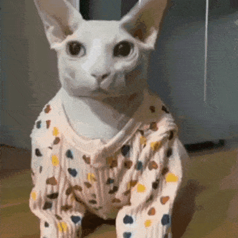 a hairless cat wearing a sweater with polka dots on it is sitting on the floor .