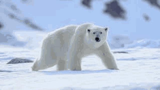 a polar bear is walking through the snow .