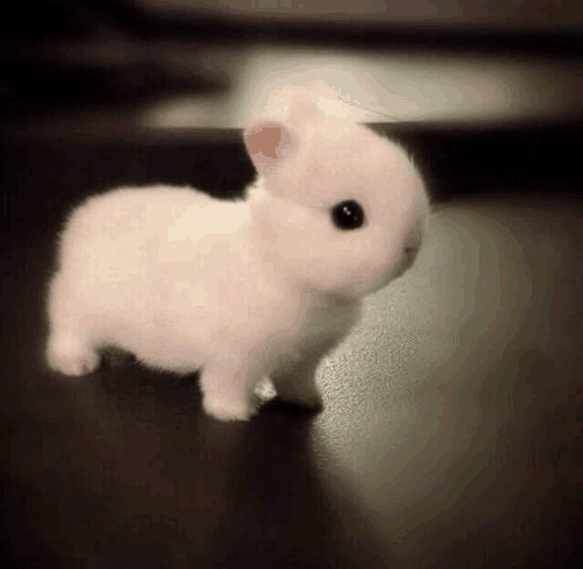 a small white rabbit with black eyes standing on a black surface