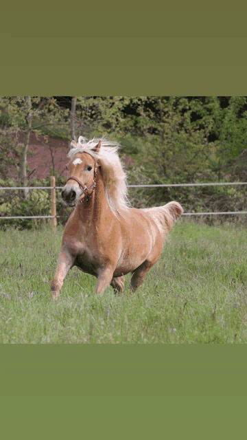 a brown horse running in a grassy field