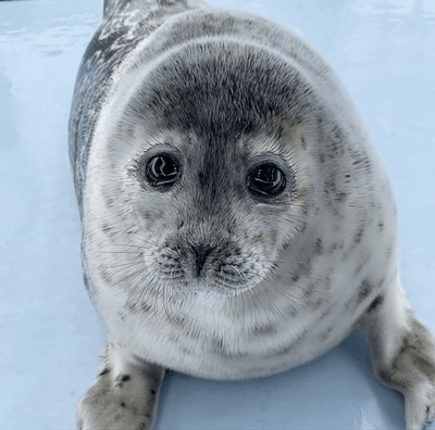 a seal laying on a blue surface with its eyes looking at the camera