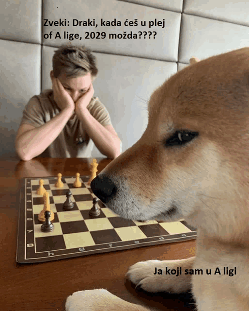 a dog is looking at a chess board with a man behind it