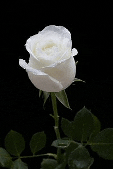 a white rose with water drops on it on a black background .