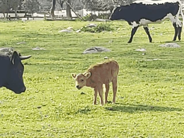 a calf is standing in a grassy field with two cows