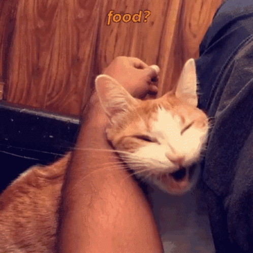 an orange and white cat laying on a person 's arm with the word food written above it
