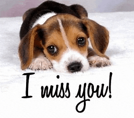 a beagle puppy is laying on a blanket with the words `` i miss you '' written on it .