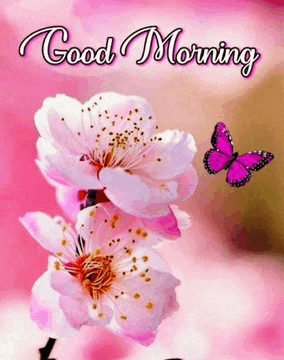 a pink butterfly is flying over a pink flower with the words good morning written on it