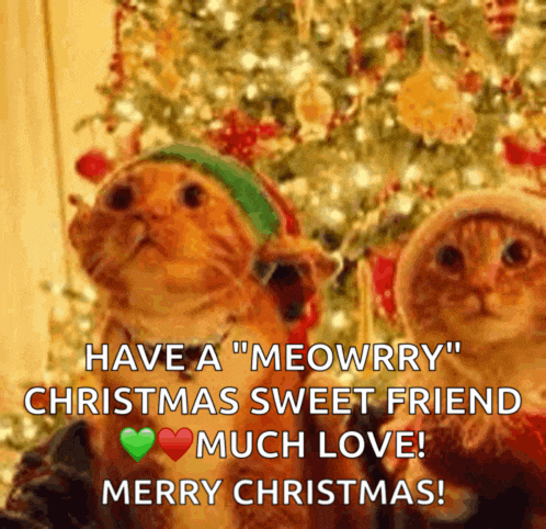 two cats wearing elf hats are standing in front of a christmas tree with a merry christmas message