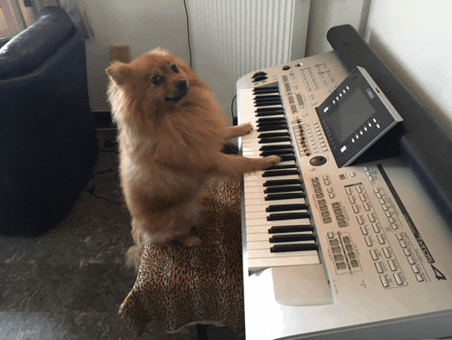 a dog is standing on its hind legs next to a keyboard that says korg