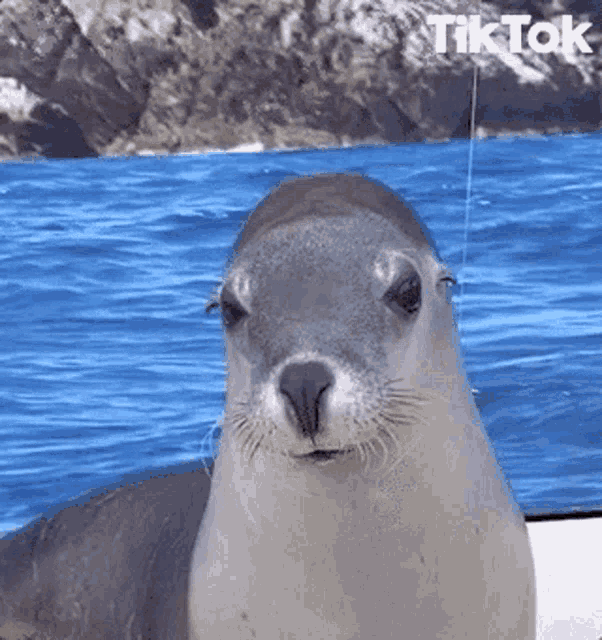 a seal is sitting on a boat in the ocean and looking at the camera with a tik tok logo in the background