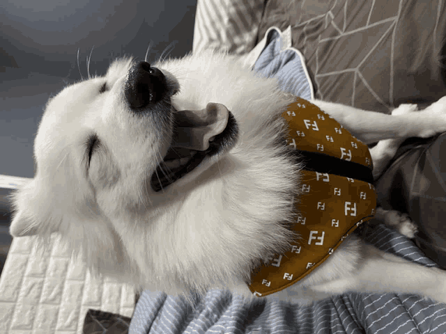 a white dog wearing a bandana with the letters f on it