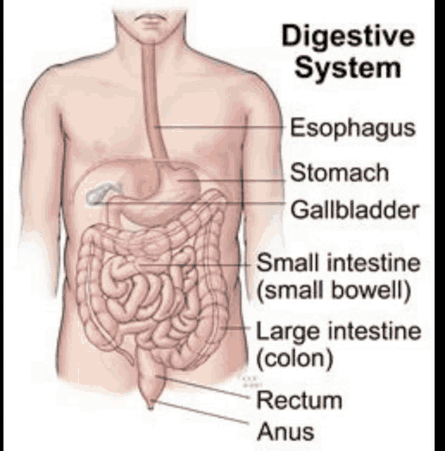 a diagram of a man 's digestive system showing the esophagus stomach gallbladder small intestine and large intestine