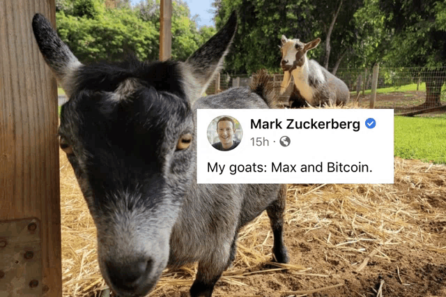 a facebook post by mark zuckerberg shows a picture of two goats