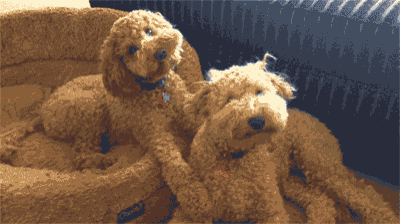 two dogs are laying in a dog bed and one has a tag that says ' amanda ' on it