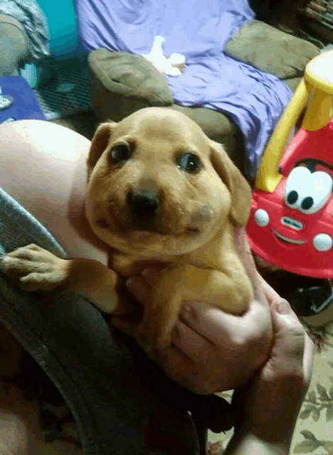 a person is holding a puppy with a little tikes toy car behind it