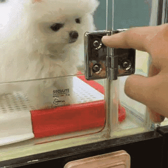 a person is opening a glass door with a small white dog in it