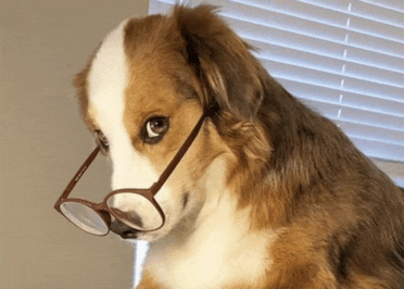 a brown and white dog wearing glasses on its face