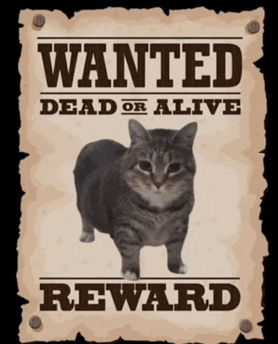 a wanted poster has a cat on it