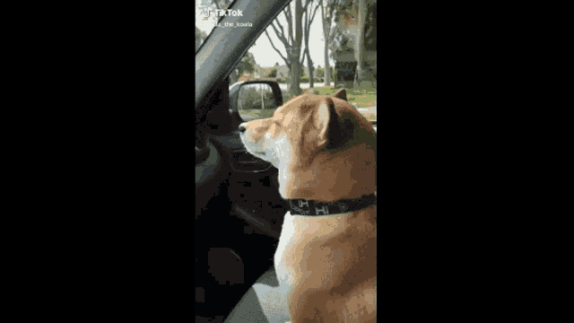 a shiba inu dog is sitting in a car looking out the window .